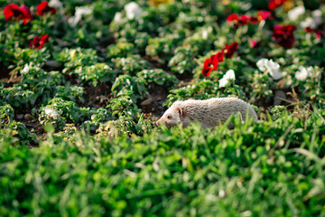 Obraz premium Hedgehog hiding in the grass