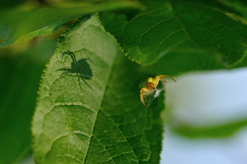 Spider and alter ego