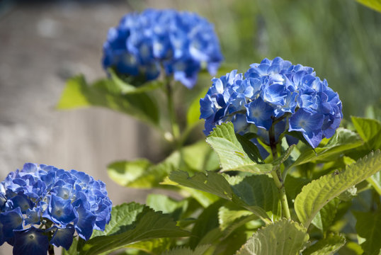 ortensia blu