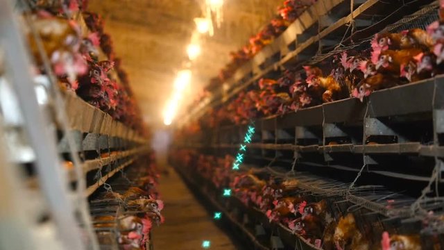 Poultry farm with a lot of birds in the cage. Automatic power supply. The concept of production automation