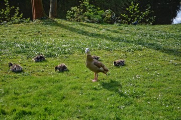 Wilde Gänse Familie im Grünen am See