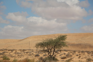 Lonley At The Desert