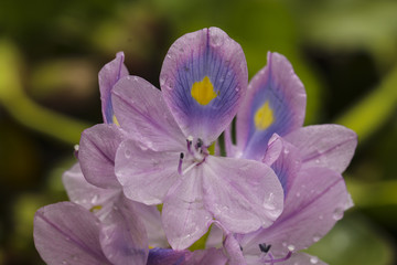 flor acuática