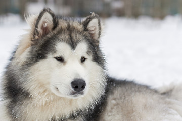 Аляскинский маламут крупным планом