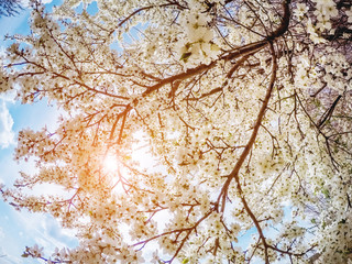 Obraz premium Fantastic apple orchard is illuminated by sunlight. Glowing soft filter.