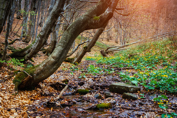 Mysterious forest in wet weather sunlit. Dramatic scene. Location place Carpathian National Park, Ukraine, Europe. Warm toning effect.