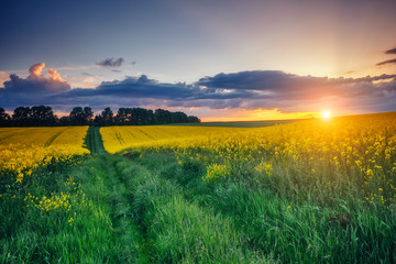 Magnificent views of the green grass and canola field glowing by sunlight. Dramatic picture and picturesque scene.