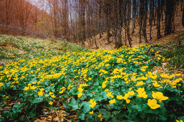 Obraz premium Fantastic carpet of yellow marsh marigold (Caltha palustris) glowing by sunlight. Location place Carpathian, Ukraine, Europe. Beauty world.
