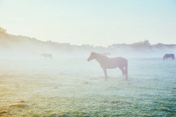 View of pasture with Arabian horse grazing in the sunlight. Beauty world. Soft filter. Warm toning effect.