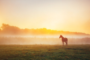 Naklejka premium Widok na pastwisko z wypasem koni arabskich w słońcu. Świat piękna. Miękki filtr. Ciepły efekt tonizujący.