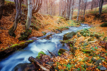 Fantastic carpet of yellow leaves glowing sunlight. Picturesque picture. Location place Carpathian, Beauty world. Soft filter. Warm toning effect.