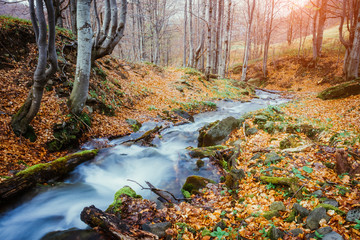 Fantastic carpet of yellow leaves glowing sunlight. Picturesque picture. Location place Carpathian, Beauty world. Soft filter. Warm toning effect.