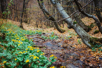 Fantastic carpet of yellow marsh marigold (Caltha palustris) glowing by sunlight. Location place Carpathian, Ukraine, Europe. Beauty world.