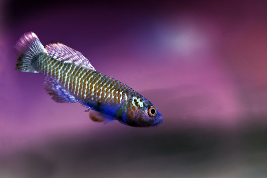 Fish Guenther's Nothobranchius (Nothobranchius guentheri), swimming