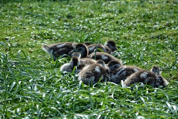 Wilde Gänse Küken kuscheln auf grüner Wiese
