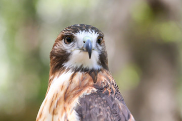 Closeup of a Red-Tailed Hawk