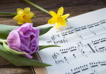 Alte Musiknoten mit lila Tulpe und Narzissen, Narcissus pseudonarcissus, Frühling, Ostern  - 193034395