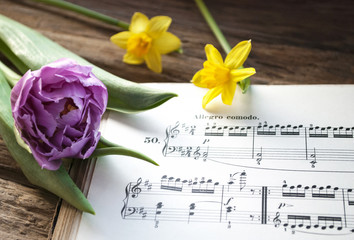 Alte Musiknoten mit lila Tulpe und Narzissen, Narcissus pseudonarcissus, Frühling, Ostern  - 193034539