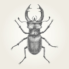 Hand drawn Stag Beetle. Vintage vector illustration