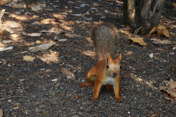 Squirrel in the park