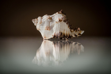 Sea shell reflection