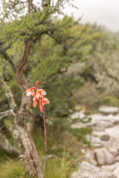 Wildflower during a hike on the Table Mountain of Cape Town - 3