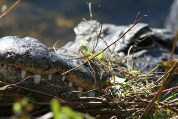 Alligator head