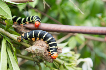 Caterpillar 