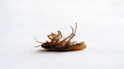 A dead cockroach lying upside down on white background