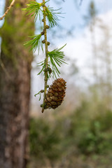 Pine cones on a branch