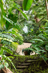 Indoor of the tropical jungle greenhouse. Tropical fresh and exotic plants