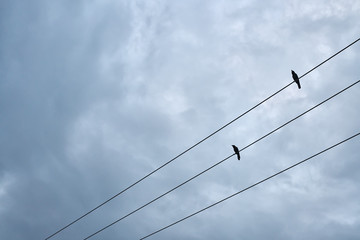 Black birds sitting on electric cable