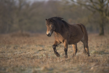 Poney Exmoor