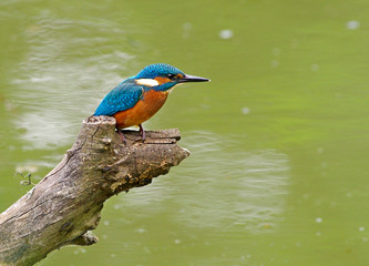 Kingfisher on a tree green water background