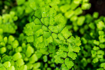 Closeup detal of small leaves. Fresh and nice color.