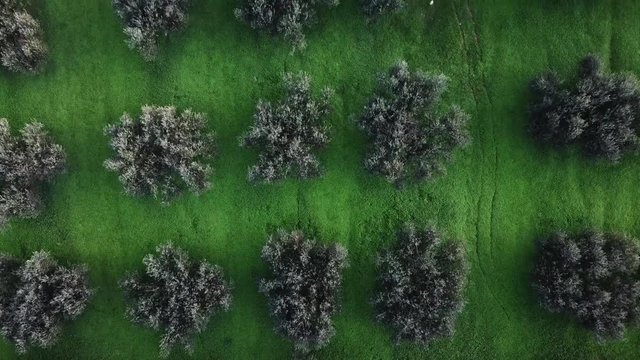 Aerial view of olive trees orchard