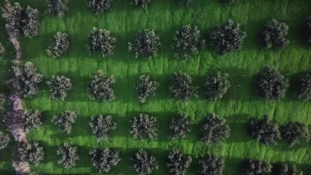 Aerial view of olive trees orchard
