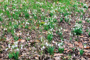 The first spring flowers snowdrops in the forest