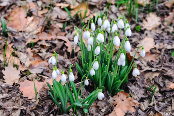 The first spring flowers snowdrops in the forest