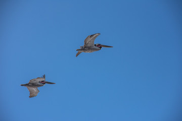 Pelicans
