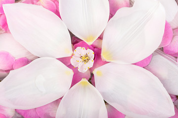 women day, treatment, beauty concept. there is top view of tray with clean water that covered by bright pink petals and big white ones that was riped of tulips