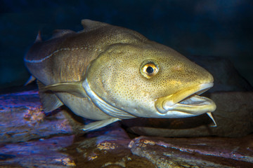 Atlantic Cod, Gadus morhua, portrait,close up