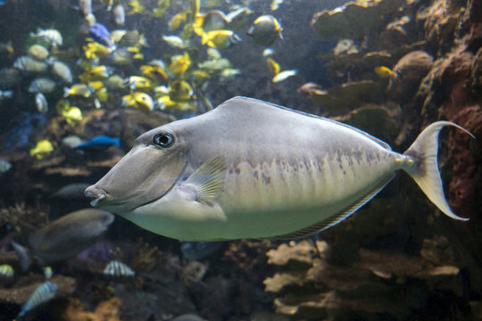 Humpback Unicornfish Naso brachycentron  ocean and sea fish