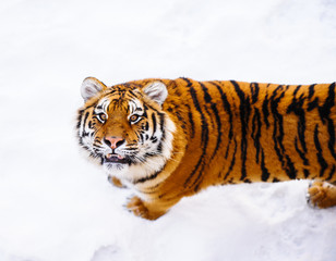 siberian tiger on snow