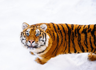 siberian tiger on snow