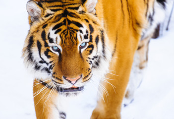 siberian tiger on snow