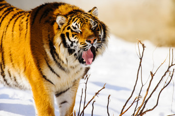 Obraz premium siberian tiger on snow