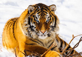 siberian tiger on snow