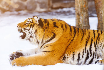 siberian tiger on snow