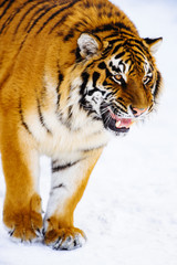 siberian tiger on snow